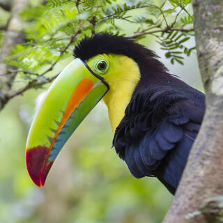 Tucan