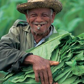 Tabakbauer in Pinar del Rio
