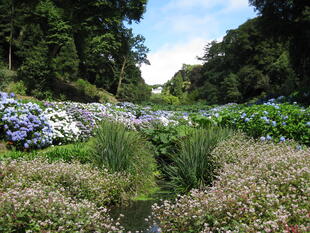 Blühender Garten in Cornwall