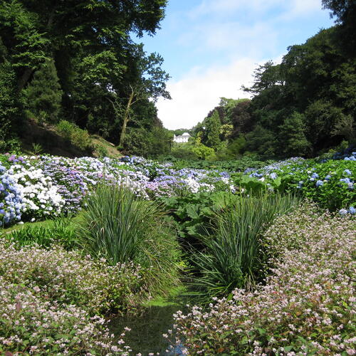 Blühender Garten in Cornwall