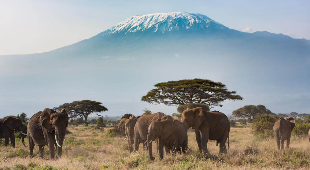 Elefanten vorm Kilimanjaro