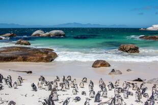 Pinguin Kolonie am Boulders Beach