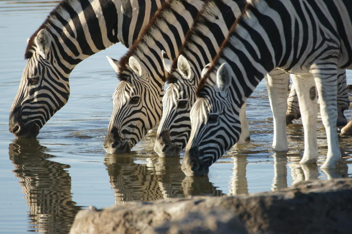 Trinkende Zebras im Etosha Nationalpark