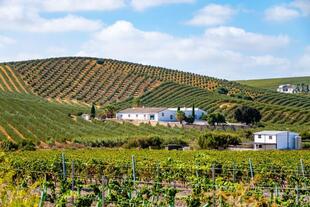 Andalusische Sherry Weinberge 