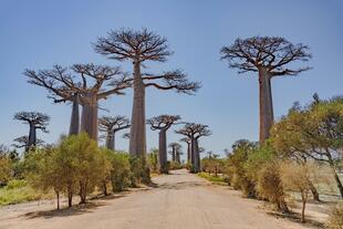 Baobab Allee