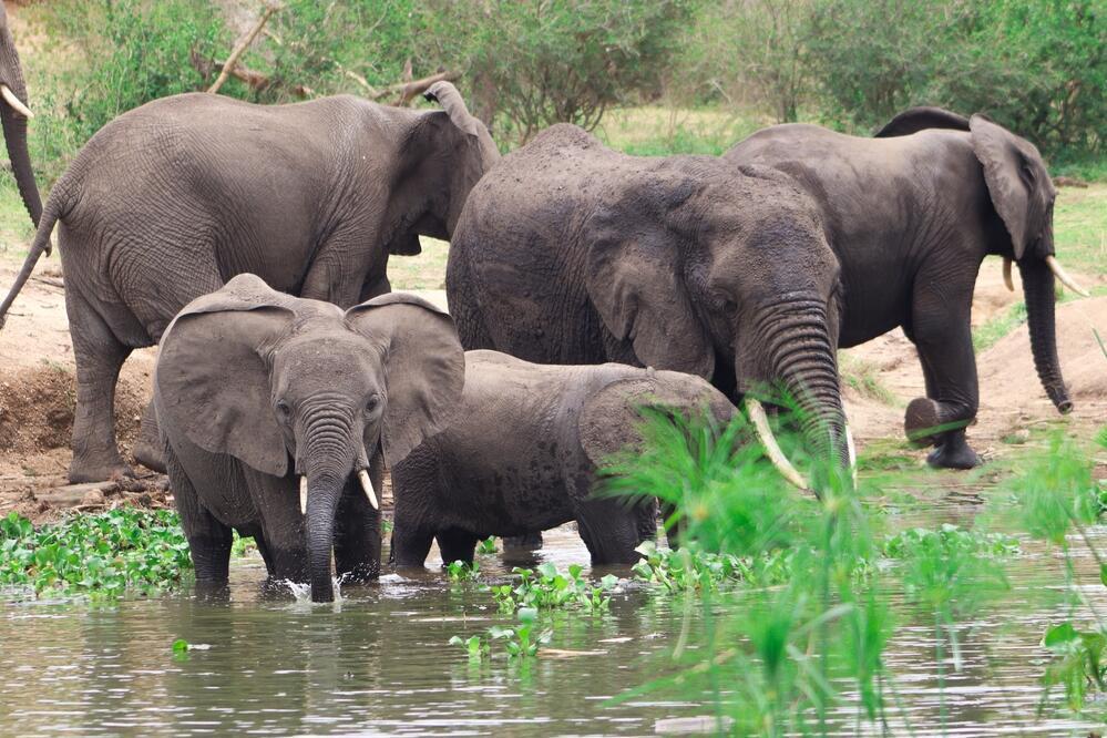Elefanten im Murchison Nationalpark