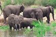 Elefanten im Murchison Nationalpark