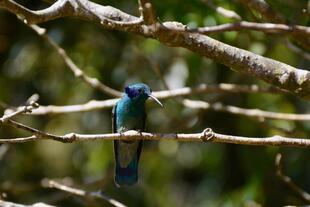 Kolibri im Curi-Cancha Nationalpark