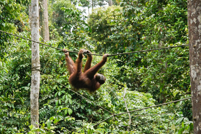 Orangutan Rehabilitation Center