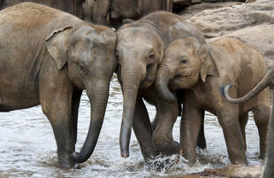 Elephanten beim Baden