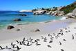 Pinguine am Boulders Beach