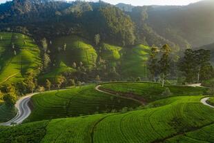 Teeplantage bei Nuwara Eliya