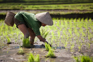 Arbeit auf dem Reisfeld