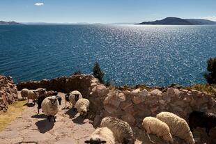 Schafe am Titicaca-See