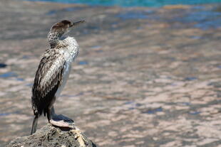 Kormoran 