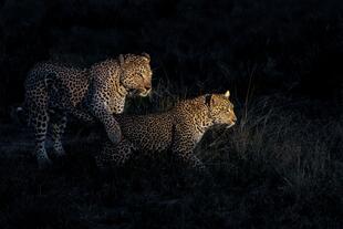Leoparden bei Nacht während einer Safari im Serengeti Nationalpark 