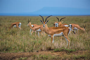 Antilopen im Tarangire Nationalpark 