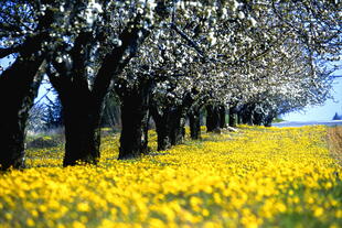 Blumenfeld in der Provence Alpes Cote d'Azur