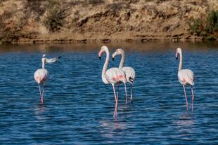 Flamingos im Rio Farmosa Naturpark