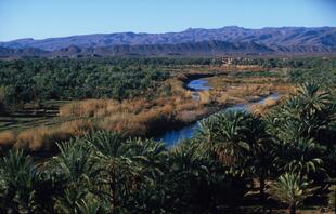 Landschaftsaufnahme von einer Palmenoase am Fluss