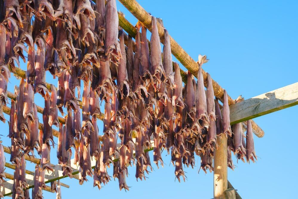 traditioneller Stockfisch