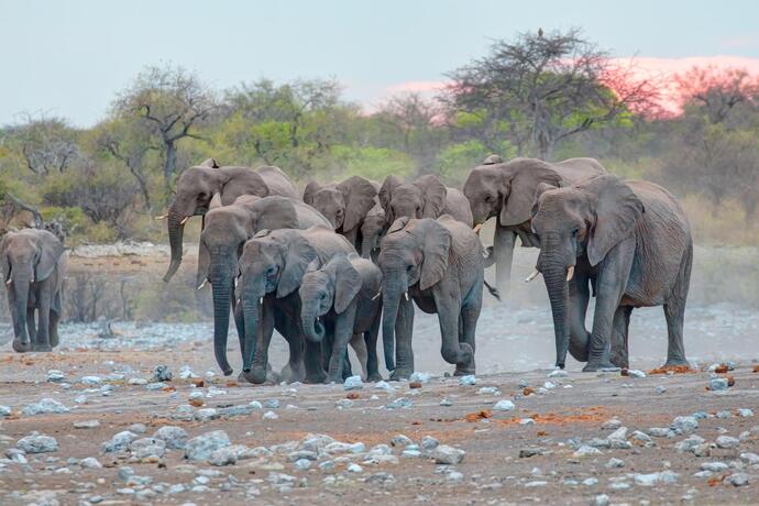 Elefanten im Etosha-Nationalpark