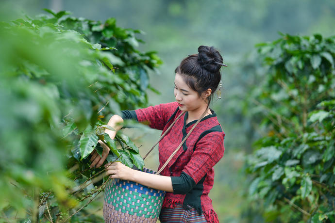 Farmerin auf einer Kaffeeplantage