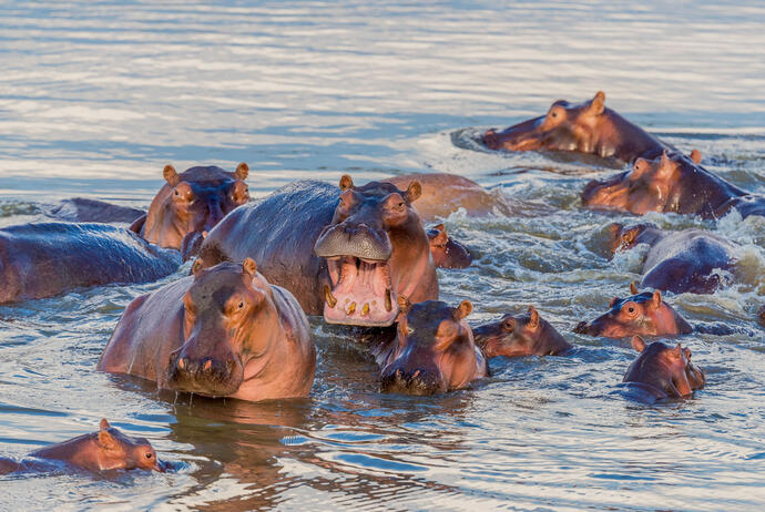 Hippos im Südluangwa Nationalpark