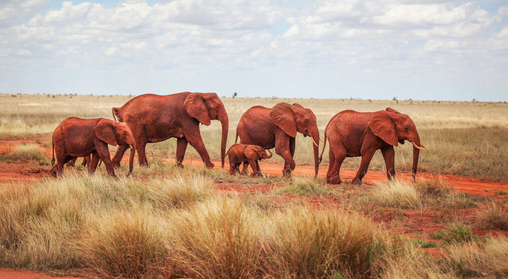 Rote Elefanten in Tsavo East