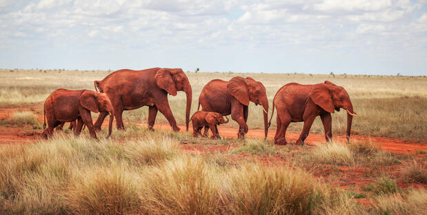 Rote Elefanten in Tsavo East