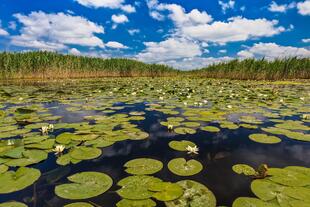 Unberührte Natur am Donaudelta