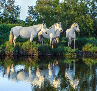 Die weißen Pferde der Camargue