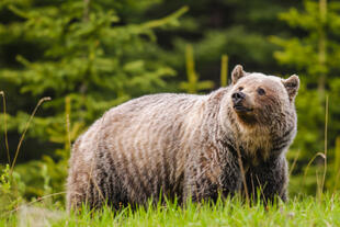 Wilder Grizzly Bär 