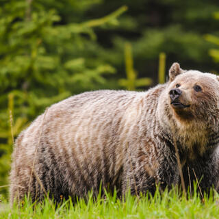 Wilder Grizzly Bär 