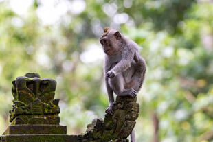 Affenwald, Ubud