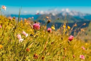 Alpenblumen auf dem Schattberg