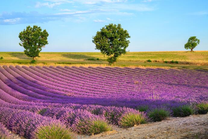 Ein Lavendelfeld in der Provence in Frankreich