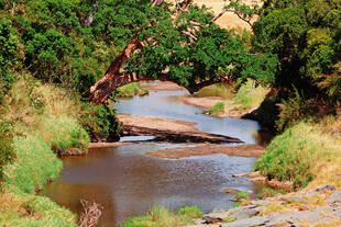 Fluss in Masai Mara bei Trockenzeit