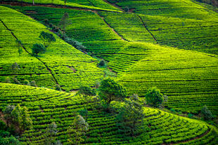 Teeplantagen auf Sri Lanka
