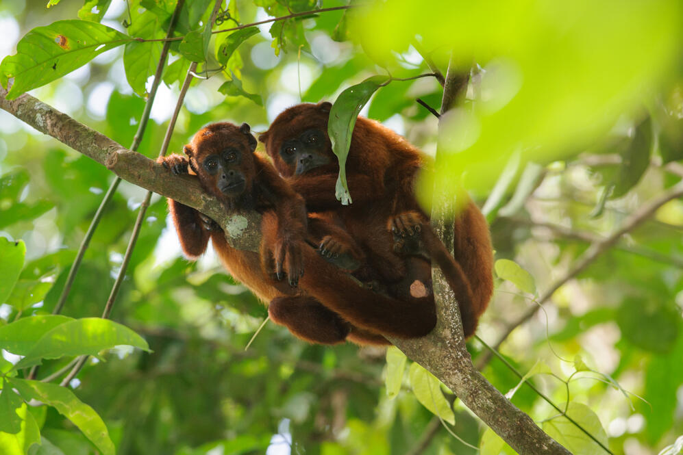 Affen im Tambopata Reservat