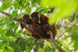 Affen im Tambopata Reservat