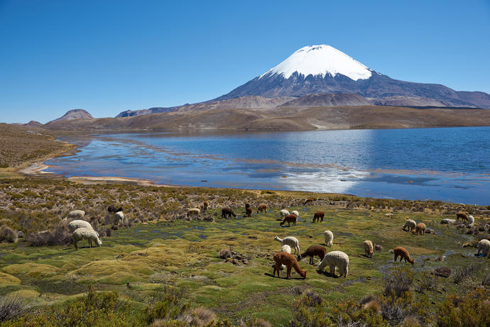 Alpacaherde im Altiplano 