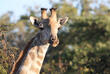 Giraffe im Mutirikwi Recreational Park