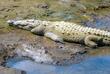 Río Tárcoles Krokodil