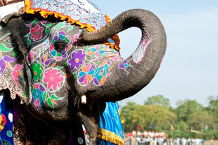 Verzierter Elephant in Jaipur