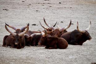 Ankole Rinder 
