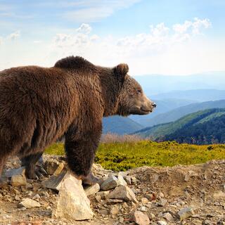 Großer Braunbär in den Bergen