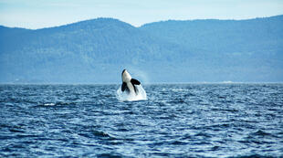 Wal vor Vancouver Island 