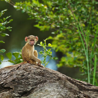 Baboon im Südluangwa-Nationalpark