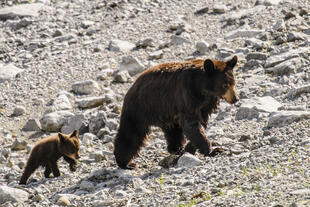Bären im Jasper National Park